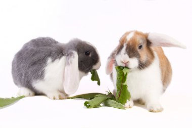 Two young mini-lop rabbits clipart