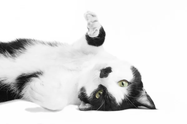 Black and white cat in the studio — Stock Photo, Image