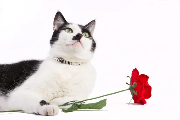 Black and white cat with red rose isolated on white — Stock Photo, Image