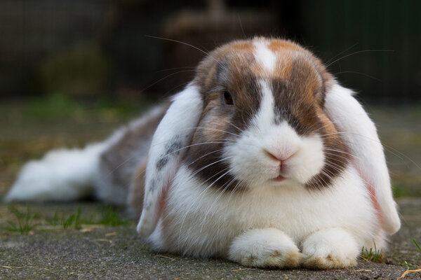 Dutch mini-lop rabbit in the garden