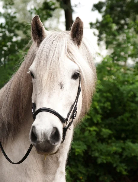 Ritratto di un cavallo islandese — Foto Stock