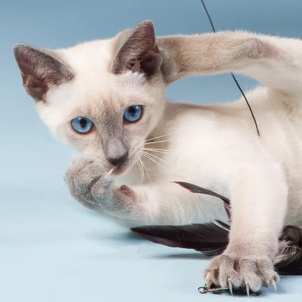 Young Siamese cat playing with feathers — Stock Photo, Image