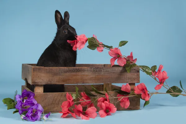 Black dwarf rabbit on blue background — Stock Photo, Image