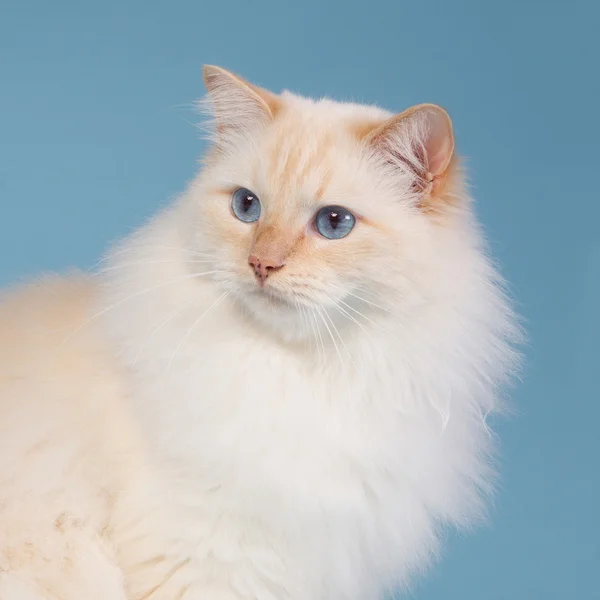 Ragdoll with blue background — Stock Photo, Image