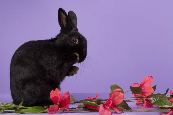 Coniglio nano nero su sfondo viola — Foto Stock