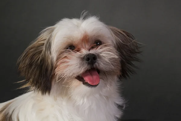 Koyu arka plan üzerinde genç bir köpek portresi — Stok fotoğraf