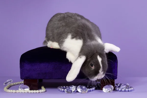 Glamour mini-lop rabbit — Stock Photo, Image