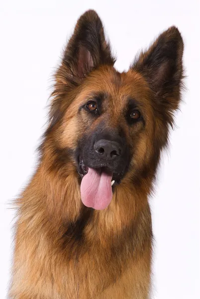 Portrait d'un berger allemand aux cheveux longs — Photo