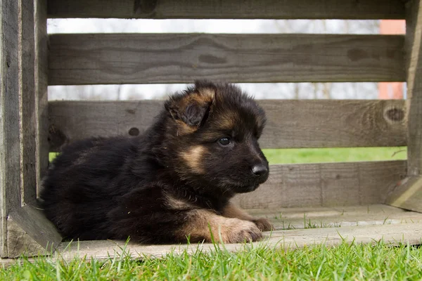 Schäferhund Welpe in einer Holzkiste — Stockfoto