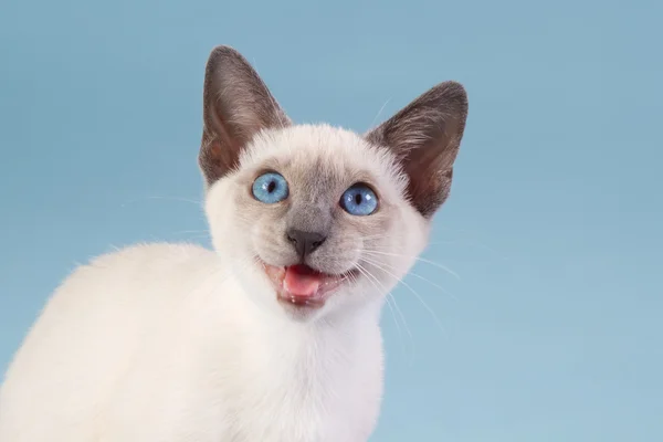 Young Thai Siamese on blue background — Stock Photo, Image