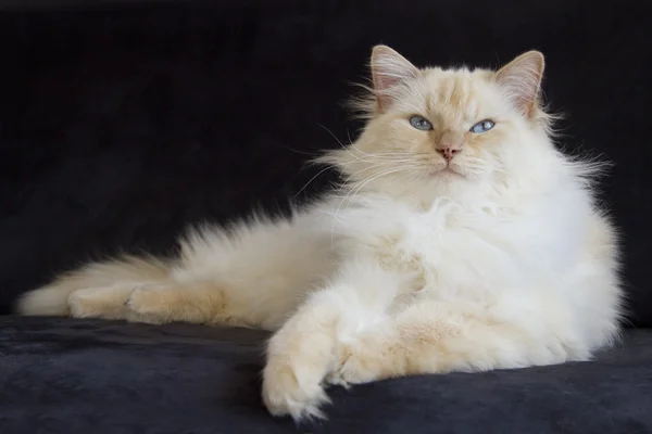Cream point ragdoll on black couch — Stock Photo, Image