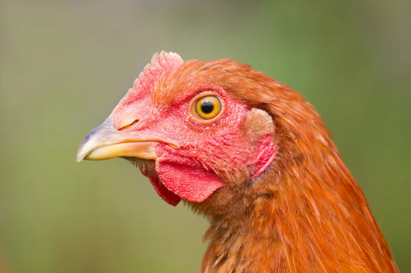 Retrato de frango — Fotografia de Stock