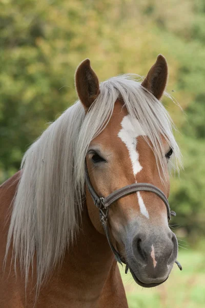 Лошадь Хафлингера в поле — стоковое фото
