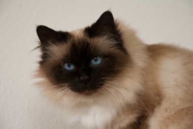 Sealpoint birman