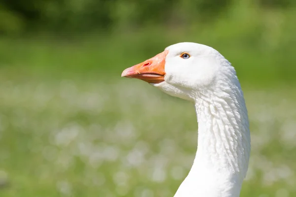 Porträt einer Emdener Gans — Stockfoto