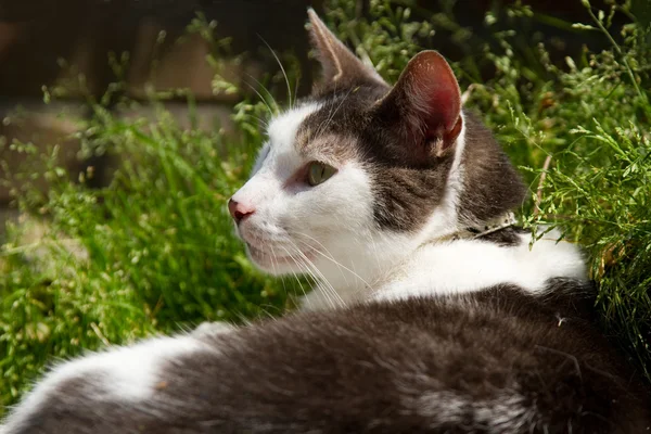 Chat gris dans l'herbe. — Photo