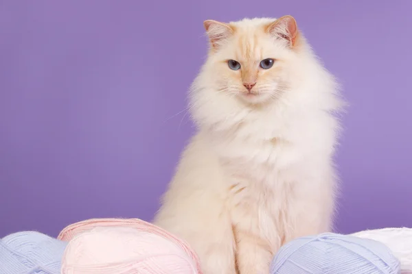 Ragdoll with wool — Stock Photo, Image