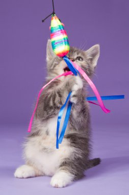 genç yavru kedi oyuncak fare ile oynarken