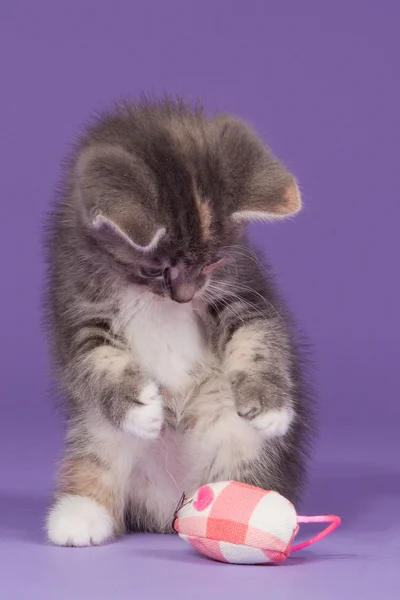 Kitten playing with pink toy mouse — Stock Photo, Image