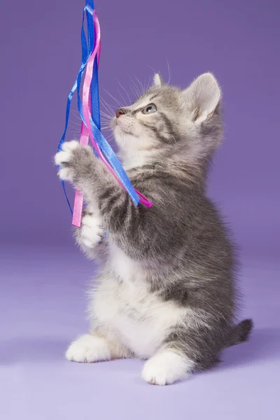 Young kitten playing with ribbon — Stock Photo, Image