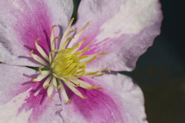 Makro obrázek clematis piilu — Stock fotografie