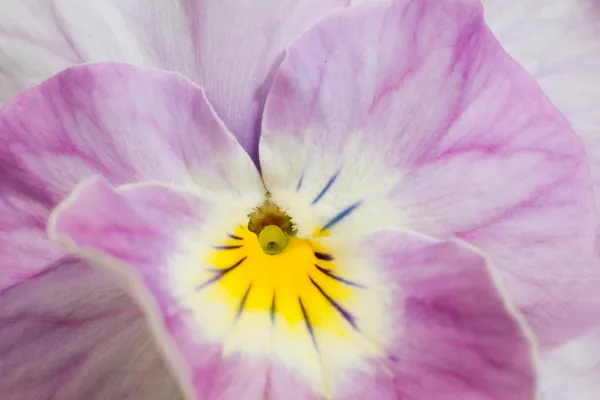 Close-up of a pink viola — Stock Photo, Image