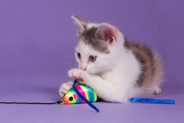 Kitten with rainbow play mouse — Stock Photo, Image