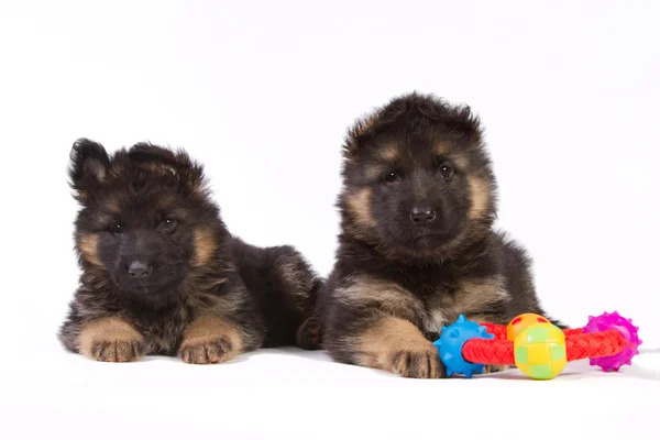 Dois cachorros com brinquedo — Fotografia de Stock