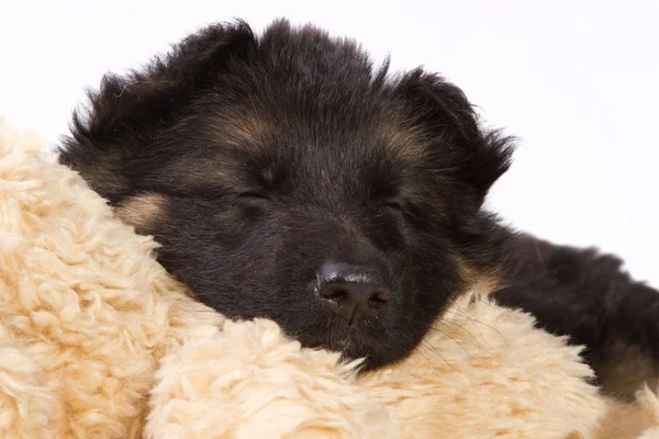 Schlafender Schäferhund-Welpe — Stockfoto