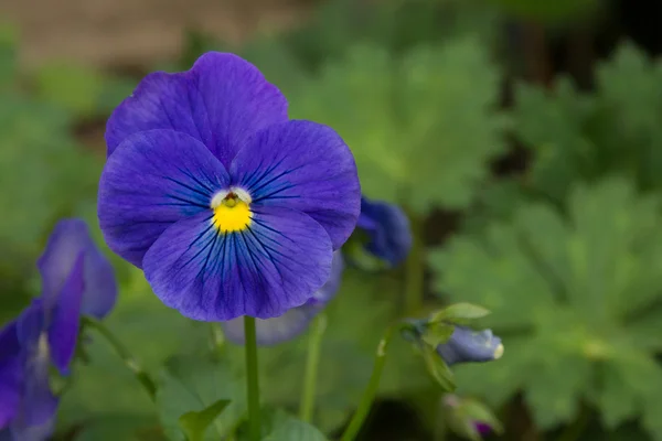 Flor de viola azul — Fotografia de Stock