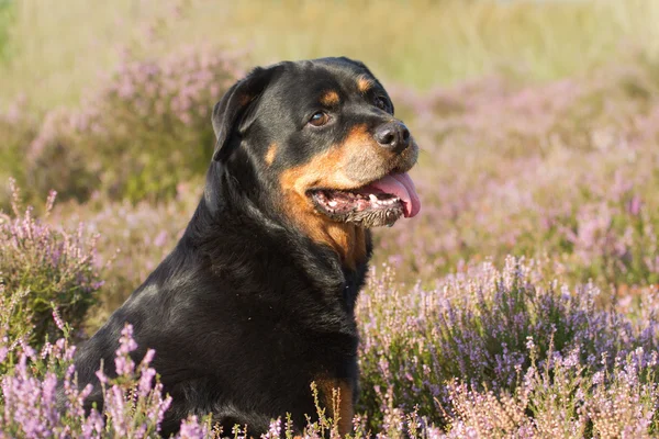 Rottweiler w wrzosowiska — Zdjęcie stockowe