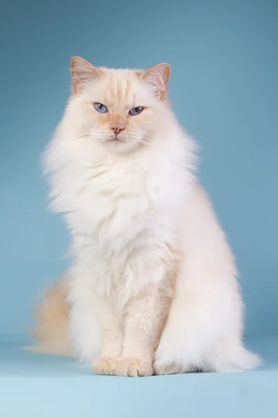 Ragdoll sitting on a blue background — Stock Photo, Image