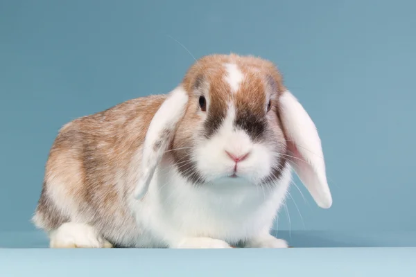 Conejo oreja blanca mini-lop en el estudio —  Fotos de Stock