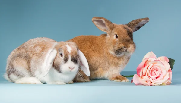 Dos mini conejos lop con rosa — Foto de Stock