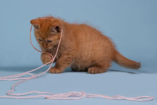 ลูกแมวสีแดงเล่นกับขนสัตว์ — ภาพถ่ายสต็อก