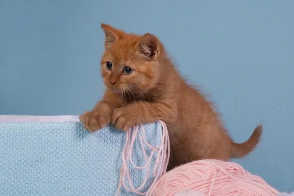 Red kitten on a blue background — Stock Photo, Image