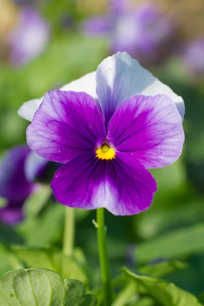 Viola cornuta púrpura — Foto de Stock