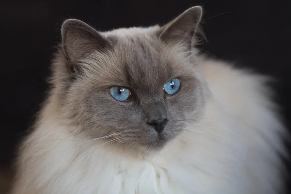 Portrait of a blue point ragdoll — Stock Photo, Image