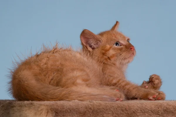 Red kitten — Stock Photo, Image