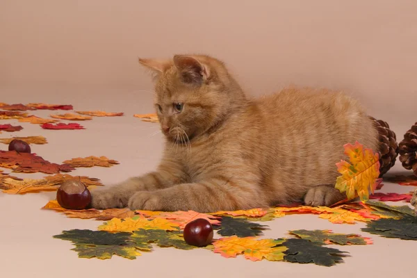 Червоний кошеня грає з солодким каштаном — стокове фото