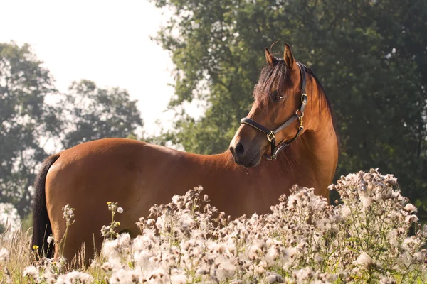 Mooie kwpn paard — Stockfoto