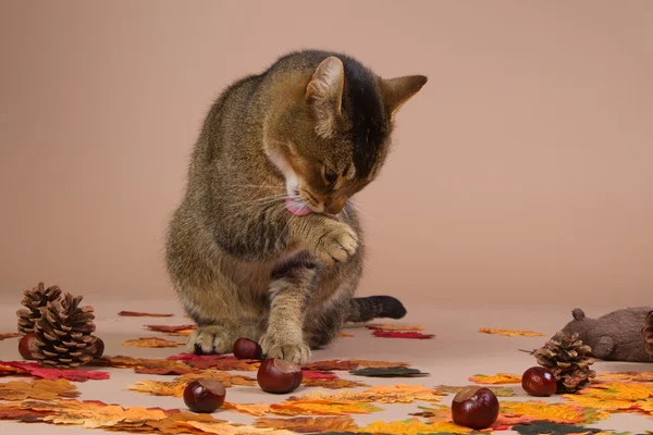 A cat washing in autumn scene