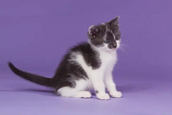 Black and white kitten — Stock Photo, Image