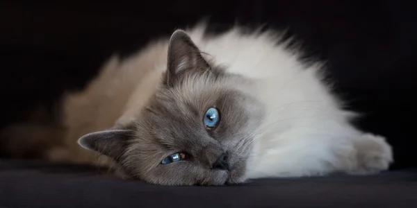 Blue point ragdoll on black — Stock Photo, Image