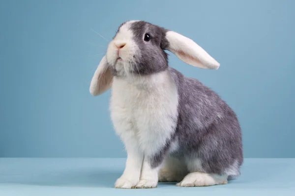Gris con conejo blanco mini-lop —  Fotos de Stock
