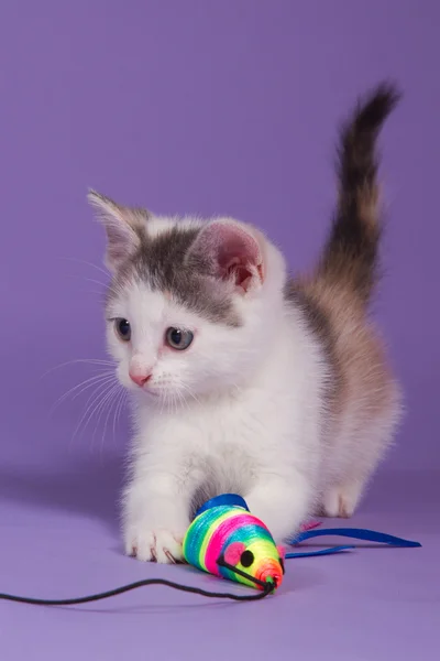 Tricolor kitten with toy mouse — Stock Photo, Image
