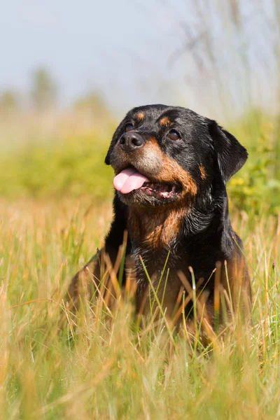 Rottweiler çim — Stok fotoğraf