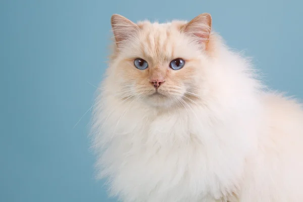 Gato Ragdoll em peles de inverno — Fotografia de Stock