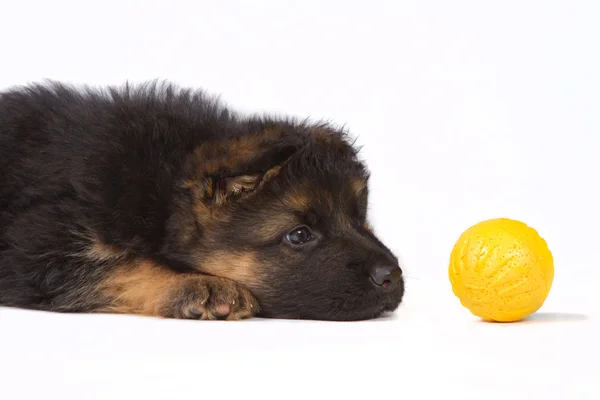 Duitse herder pup met gele bal — Stockfoto