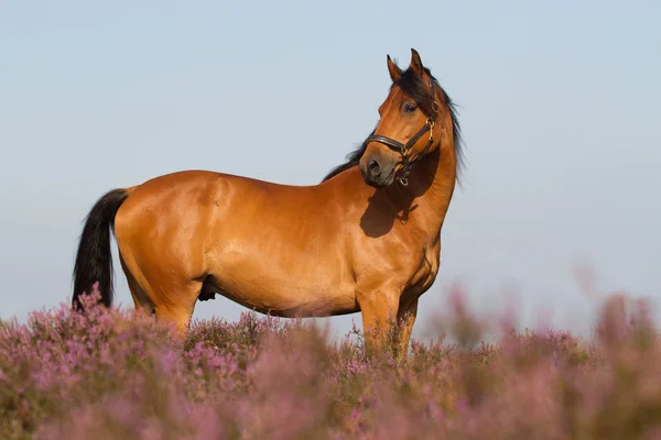 在荷兰的石南丛生的 kwpn 马 — 图库照片